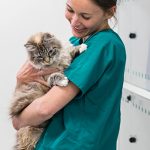 Cat Insurance – What Cat Owners Need To Know