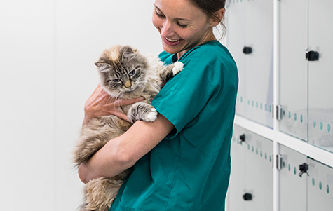 You are currently viewing Cat Insurance – What Cat Owners Need To Know